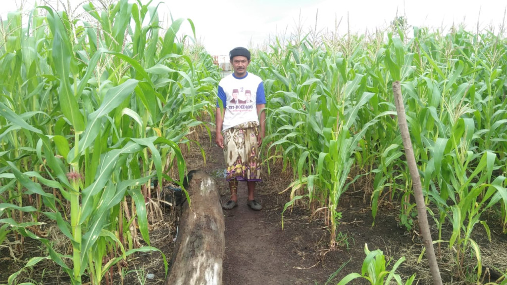 Masyarakat di kampung Lhok raya rata rata petani dan mereka bisa memanen jagung sampai 5/10 ton 